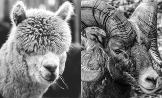 ALPACA or MERINO: COOLING TECHNIQUE, WICKING CAPABILITIES, AND WARMTH INSULATION